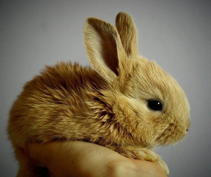 Coelhos são bons pets, mas precisam de cuidados especiais