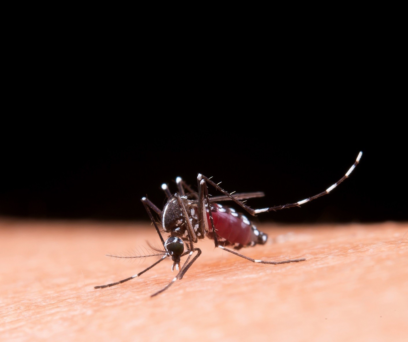 Cascavel confirma quinta morte por dengue
