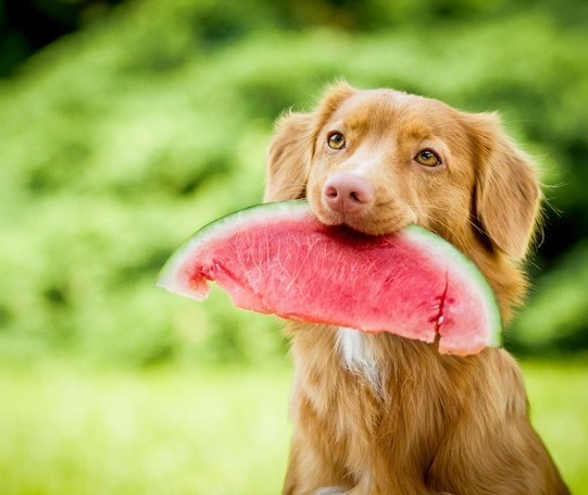 Alimentos que os donos comem e que podem ser dados aos pets