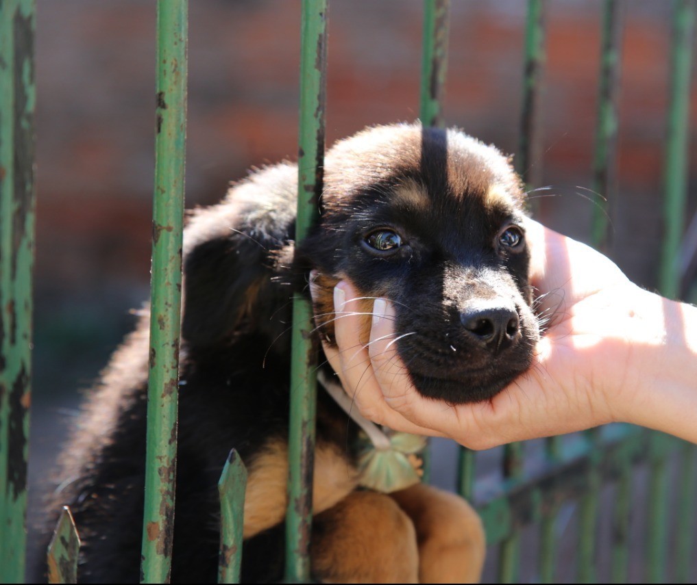 ‘Mutirão do Bem’ vai orientar população e fazer cadastro para castração de animais