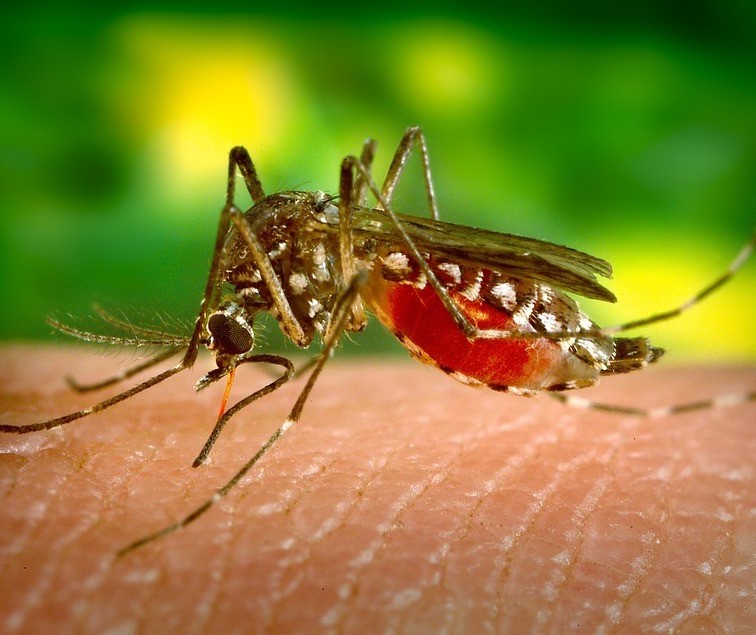 Maringá tem 143 casos confirmados de dengue