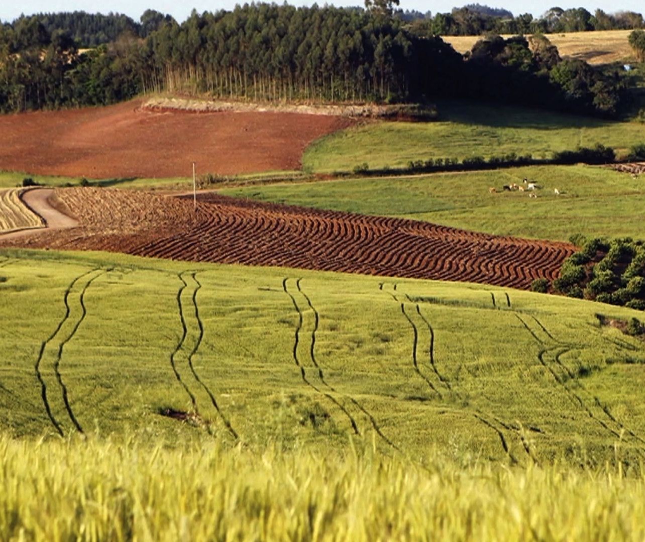 Coronavírus pode pesar sobre resultados do agro só em 2021, dizem analistas