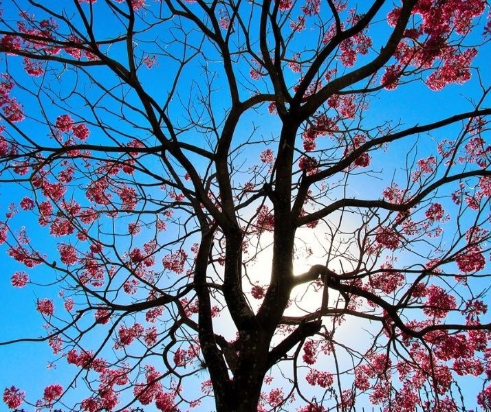 No sul do Paraná tem previsão de geada, mas em Maringá calor continua