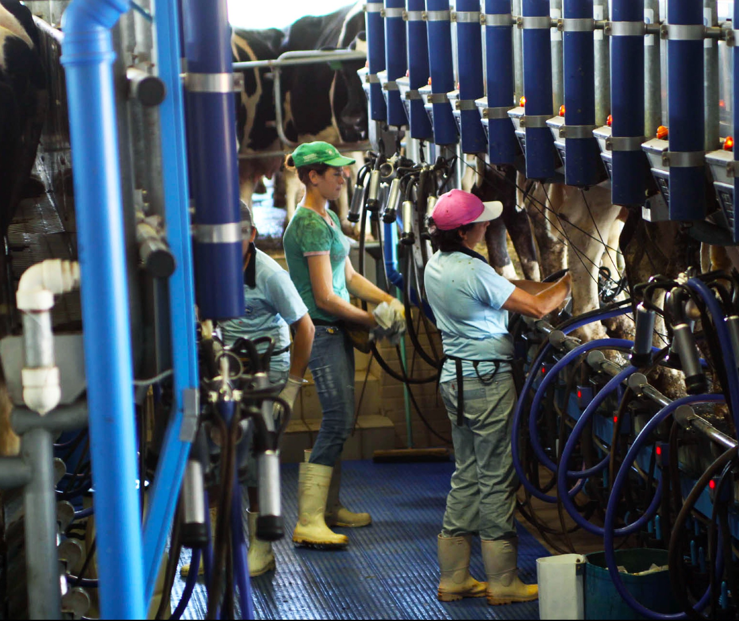 Estados do Sul do Brasil elevam produção de leite