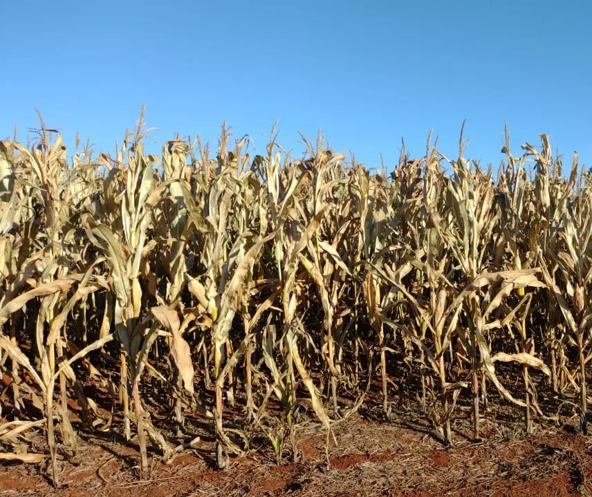 Frio intenso matou lavouras inteiras de milho em Maringá e região