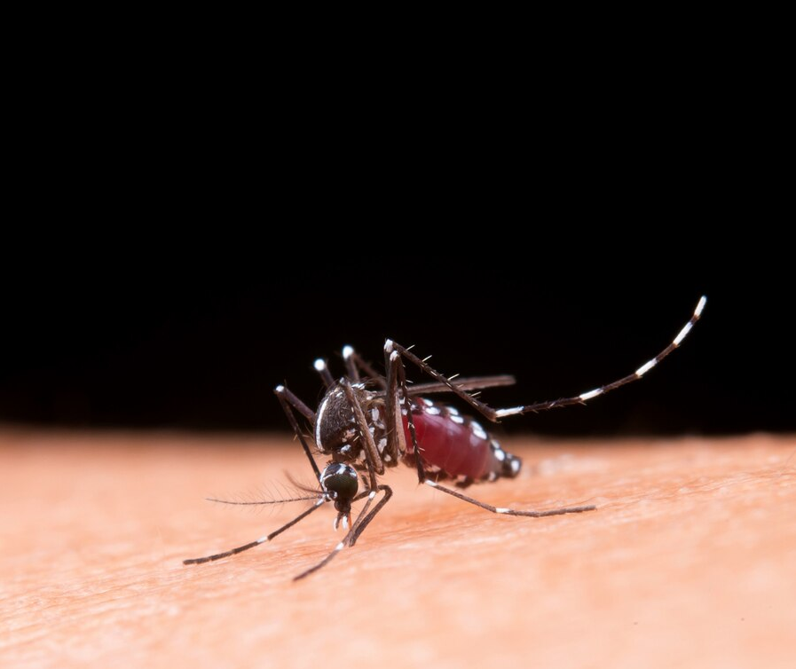 Maringá confirma mais duas mortes por dengue