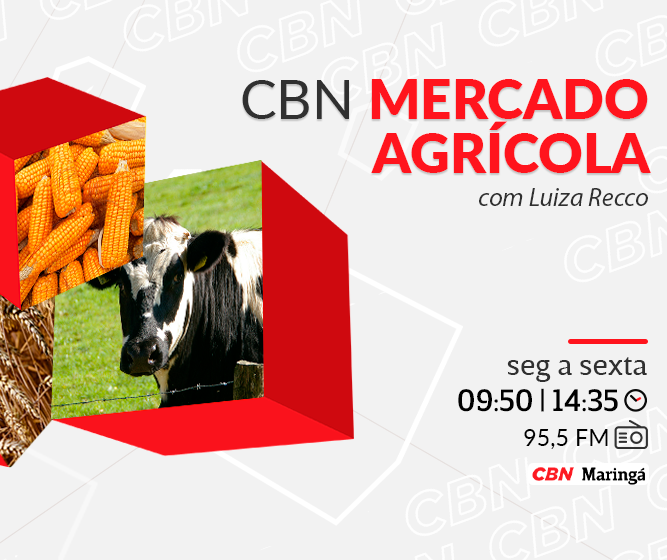 Mandioca custa R$1.177,60 na média regional