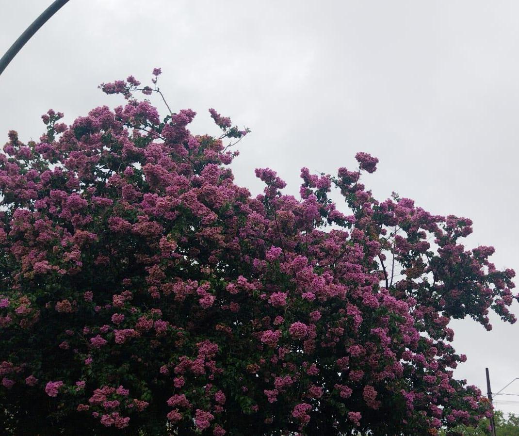 Confira a previsão do tempo para este domingo (16)