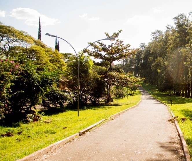 Plano de Arborização será discutido em audiência pública 