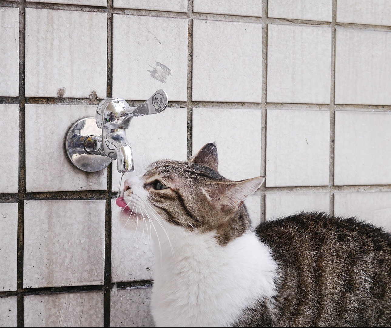 Por que os gatos preferem beber água da torneira?
