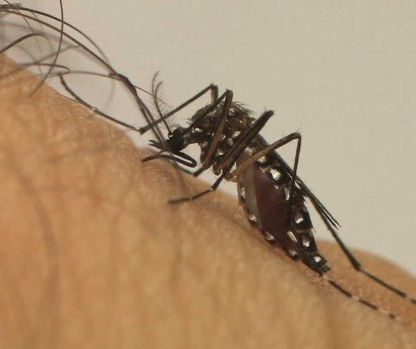 Sesa confirma sete mortes por dengue em boletim semanal; uma em Paranavaí