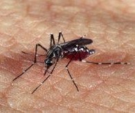 Dengue: infestação predial está em 1,4% em Maringá  