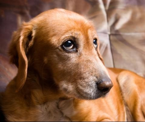 Alzheimer: entenda como essa doença afeta os cães