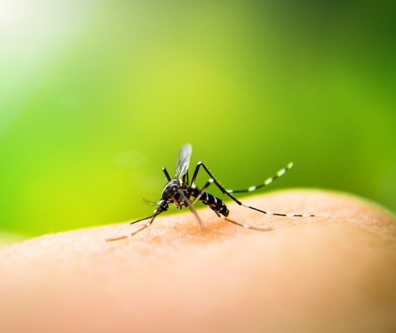 Quinta do Sol entra em epidemia da doença