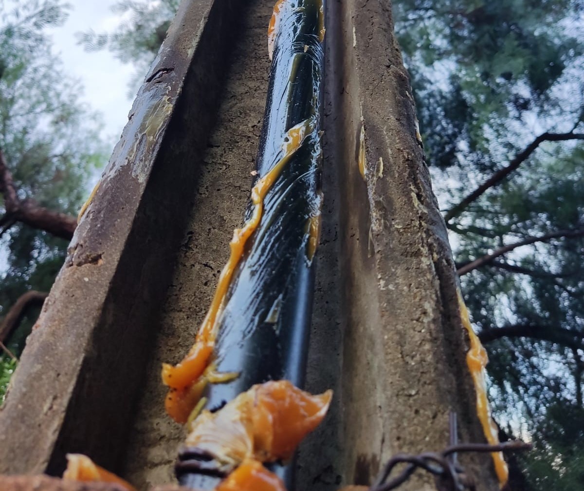 Padre engraxa poste para evitar furto de fiação elétrica de Igreja