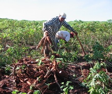 Chuva diminui, mas ainda prejudica os trabalhos no campo