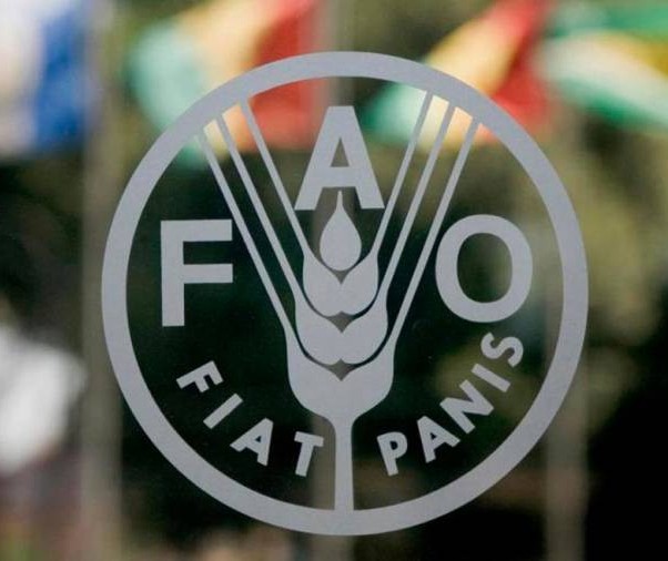 Cinco ações que ajudam a combater a fome e as mudanças climáticas