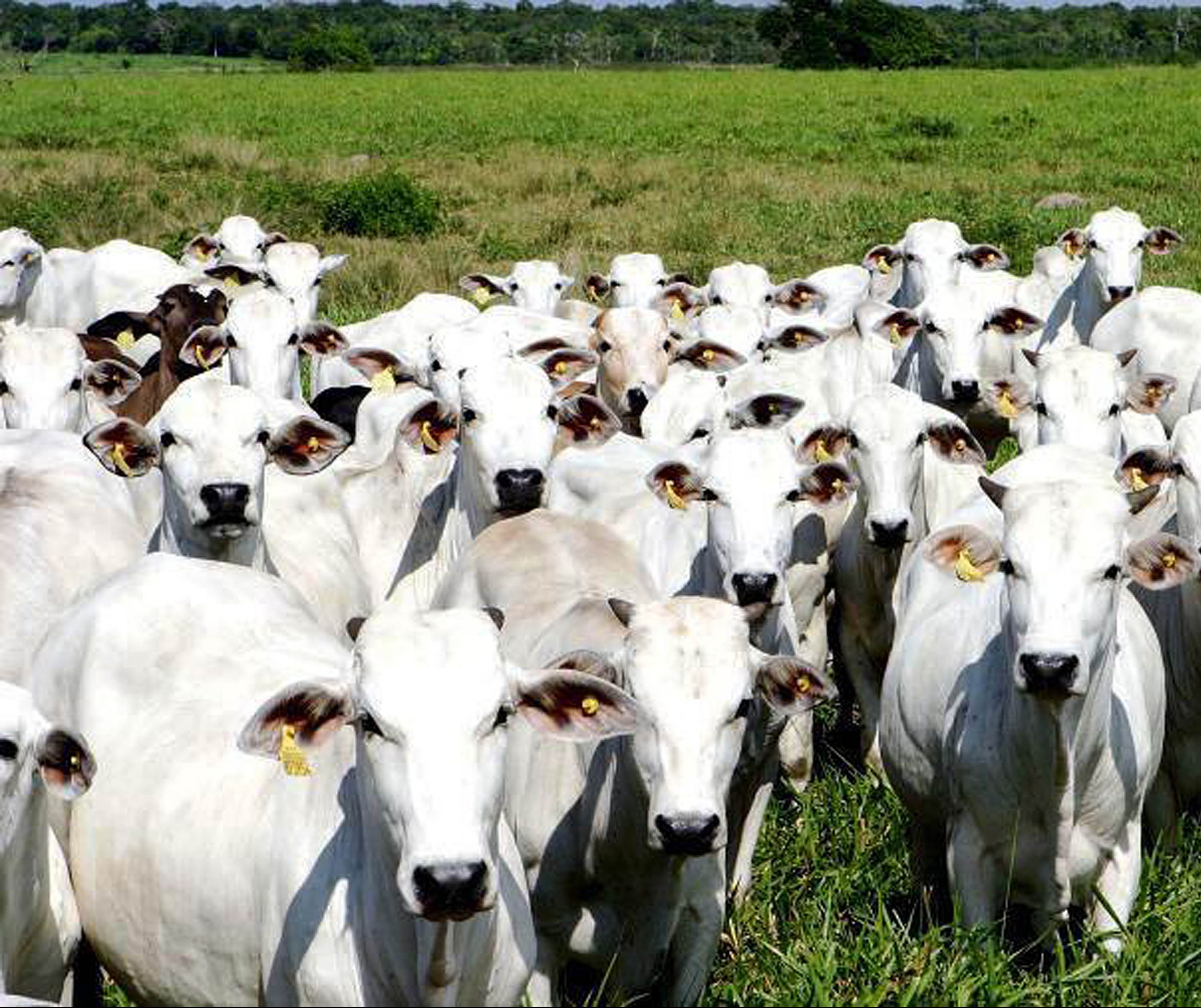 Boi gordo custa R$ 148,00 a arroba em Maringá e Paranavaí