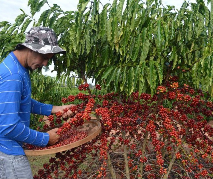 Ministério da Agricultura propõe juros menores para crédito rural