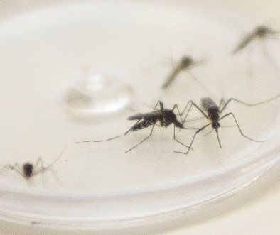 Secretaria de Saúde do Paraná confirma primeira morte por dengue em Maringá