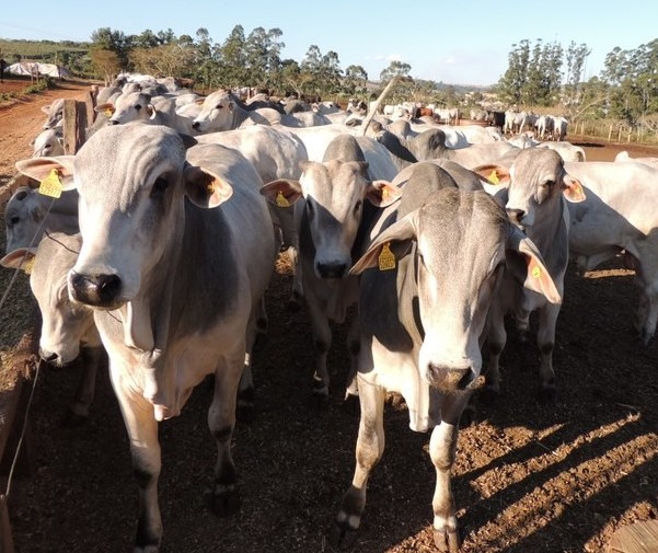 Ministério autoriza suspensão da vacina contra febre aftosa no Paraná