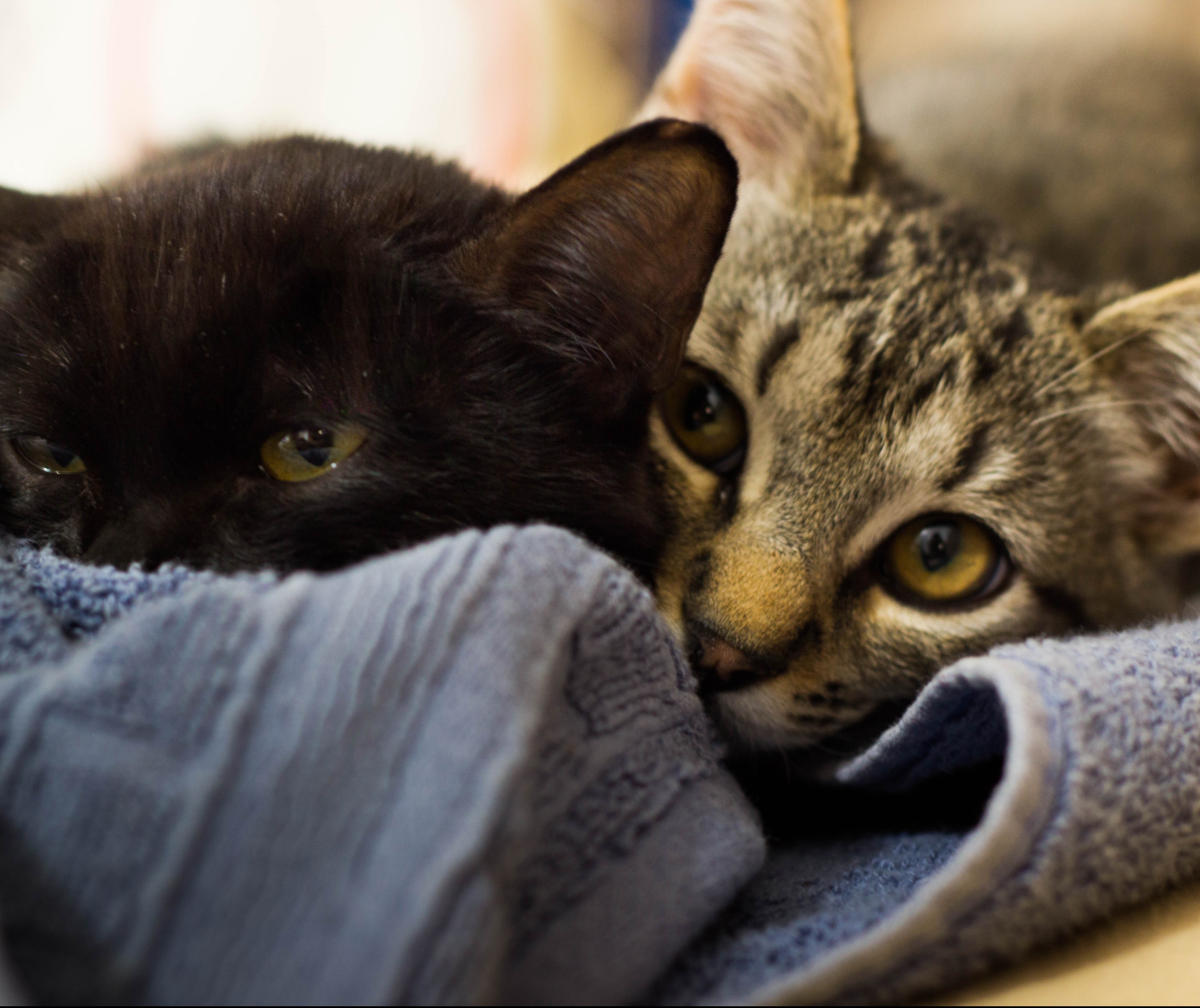 Cadelas e gatas também têm câncer de mama