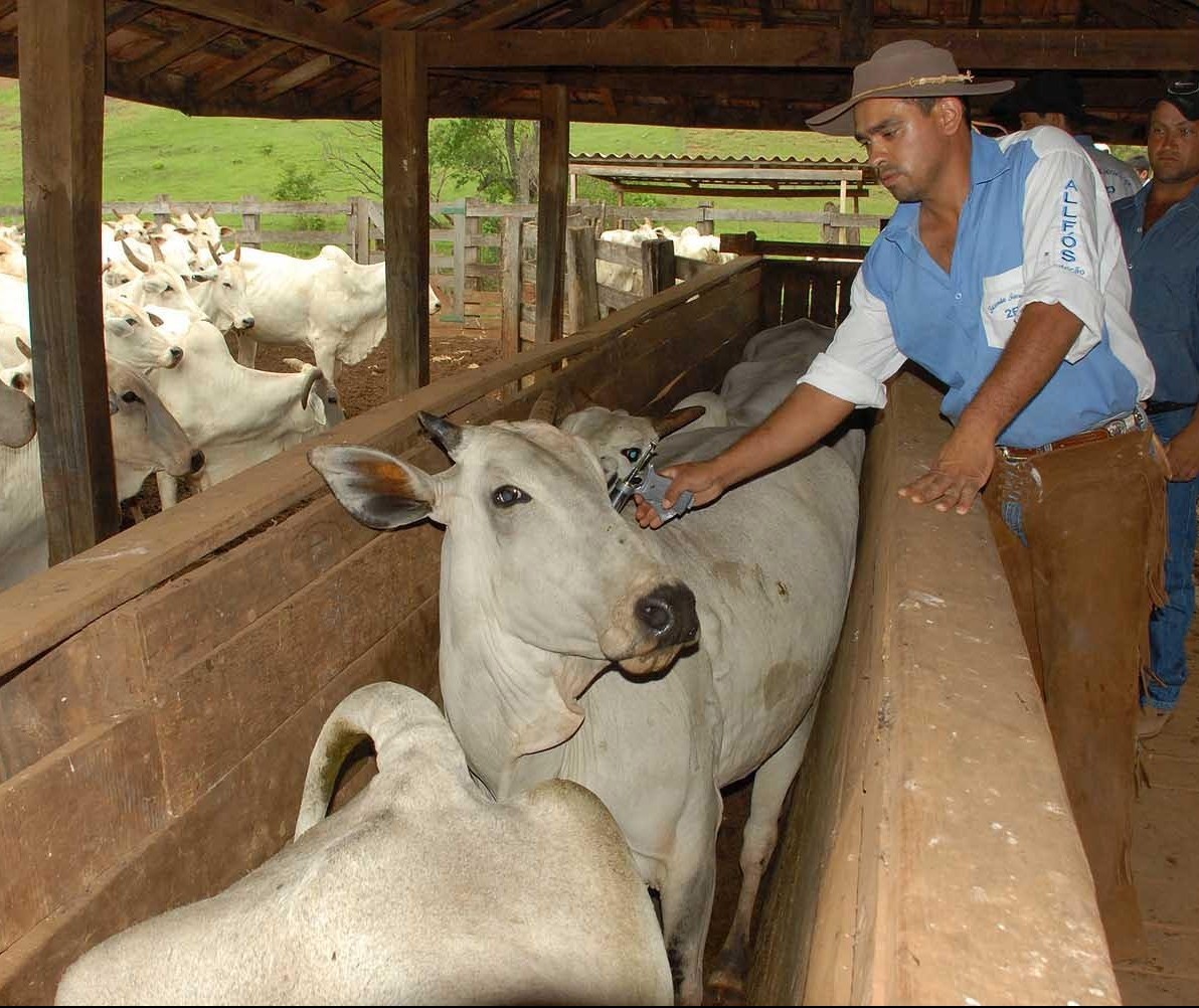 Adapar prorroga prazo para vacinação contra febre aftosa