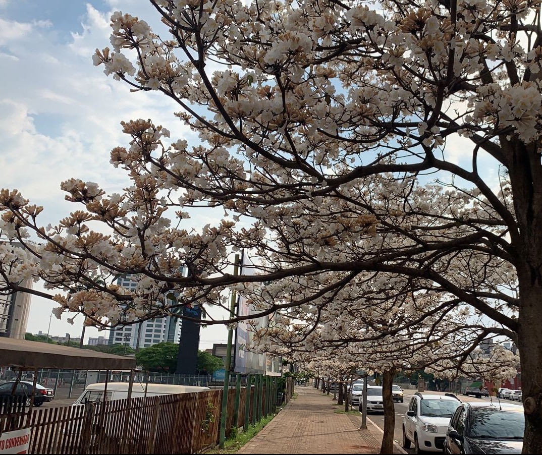 Florada dos ipês encanta moradores e deixa Maringá mais bonita