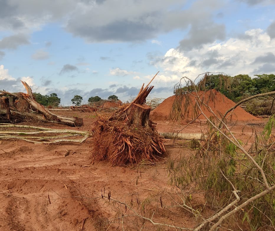IAT identifica área de desmatamento e multa propriedade em mais de R$ 180 mil