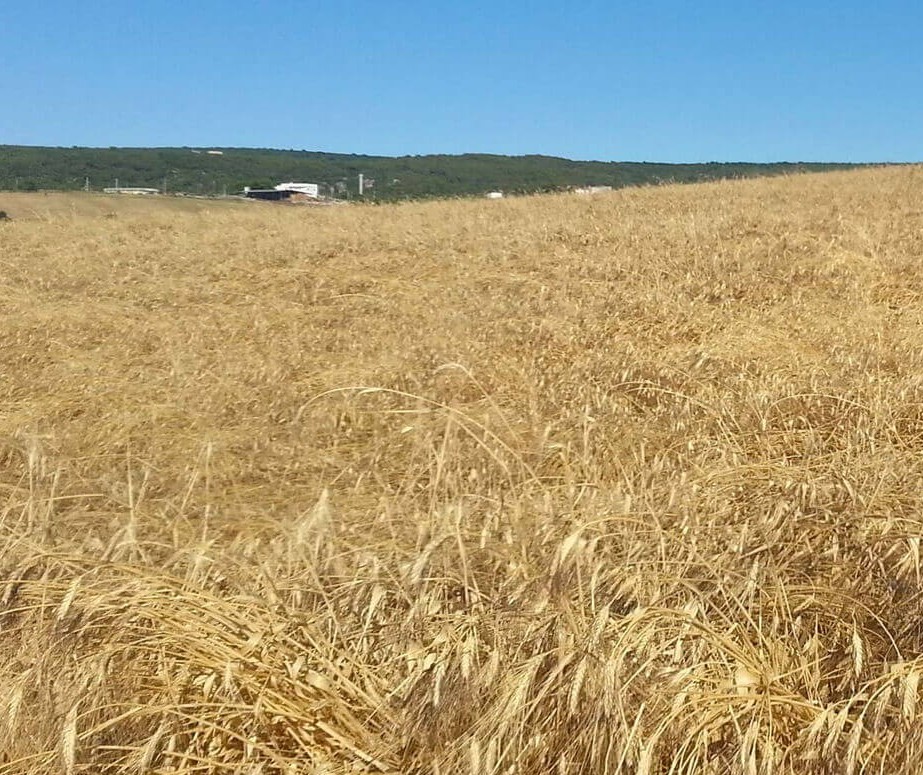 Trigo custa R$ 45 a saca em várias praças do Paraná