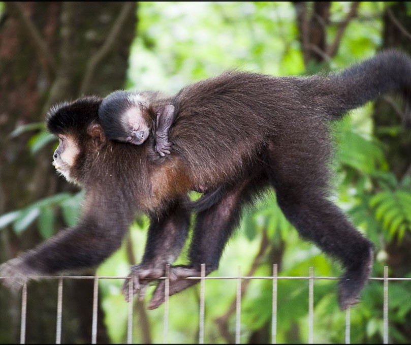 Saúde aguarda laudo de morte de três macacos em Maringá