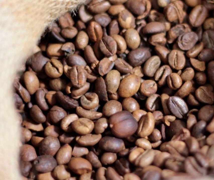 Safra de café de 2019 já colhida é estimada em 50mi de sacas de 60Kg