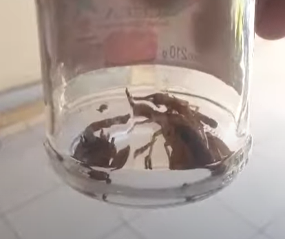 Escorpiões invadem casas e assustam moradores de Maringá