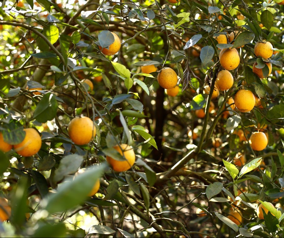 Fruticultura espera que a umidade seja reestabelecida 