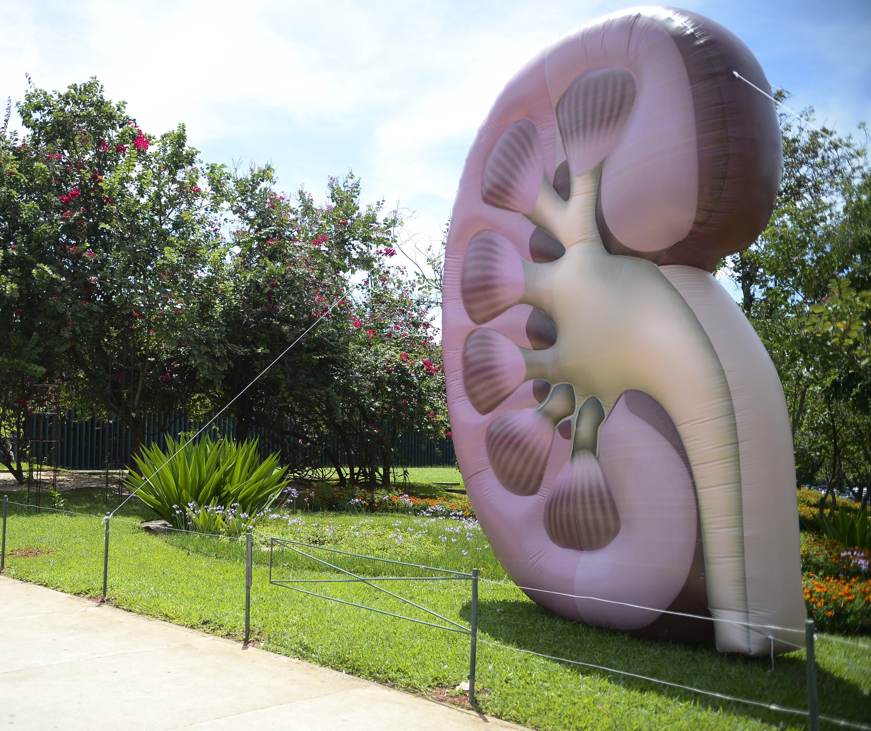 A preocupação é com a doença renal crônica