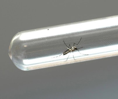Estado registra 4.836 casos de dengue em Maringá