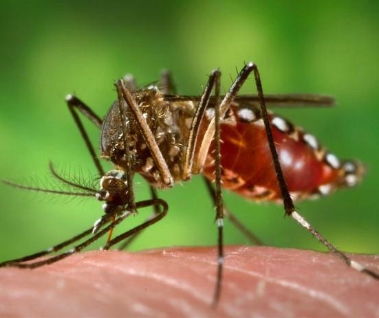 Dengue: boletim traz registro de mortes em cinco cidades do noroeste