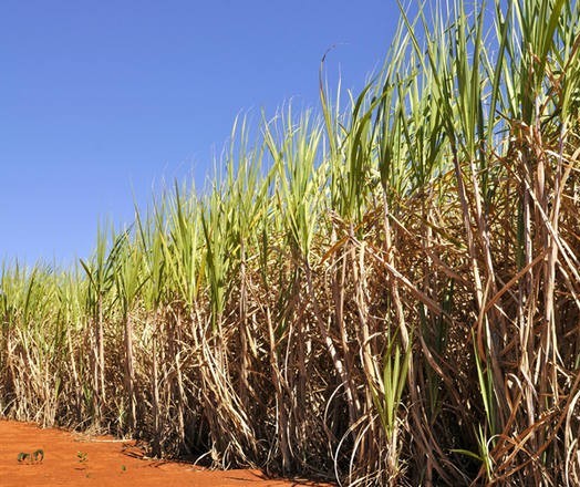 Cana-de-açúcar é primordial na geração de riquezas