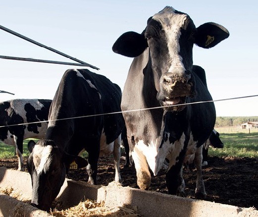 Arroba da vaca gorda custa R$ 137 em Maringá