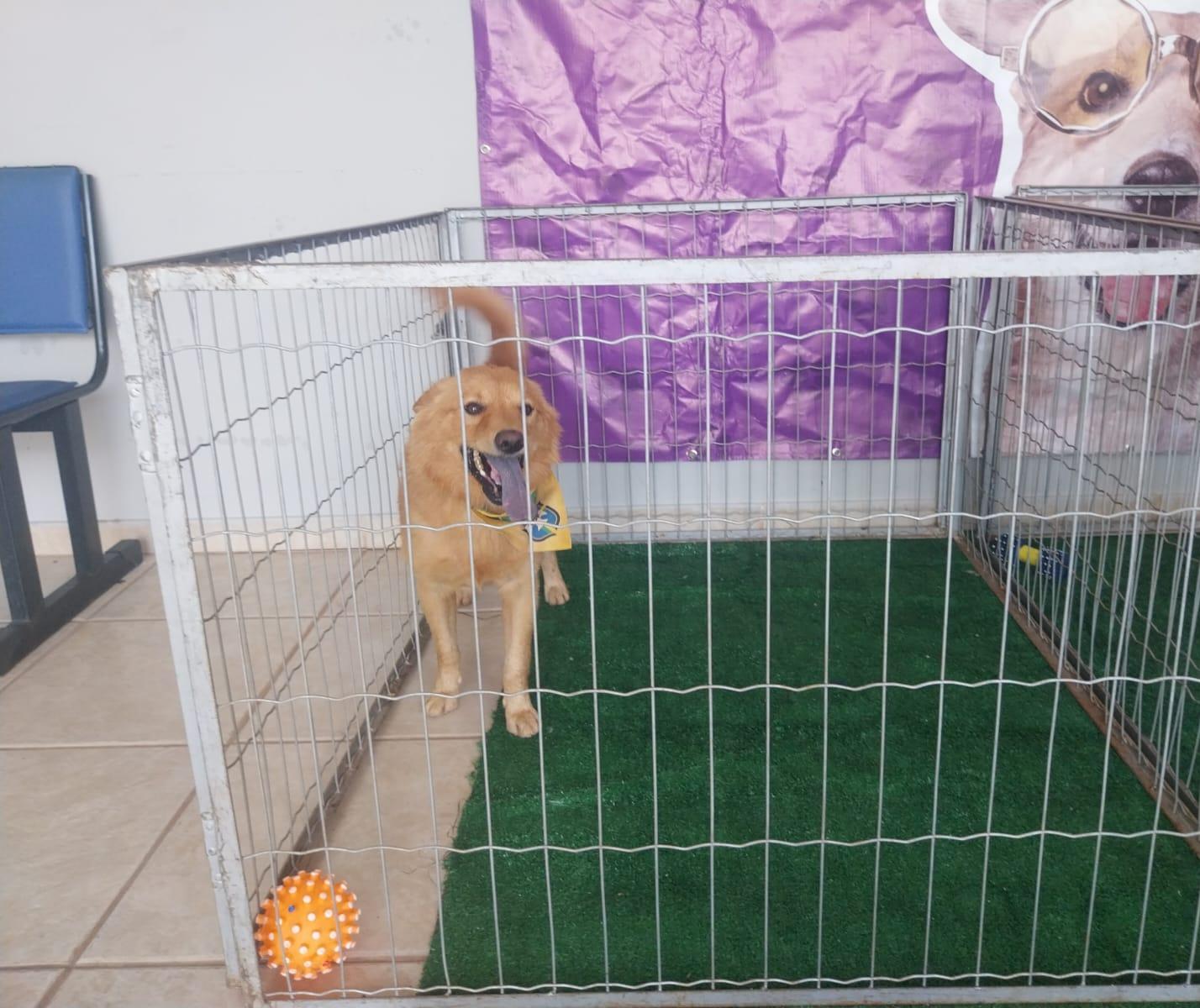 Cão empalado em portão e resgatado pelo Bem-Estar está apto para adoção