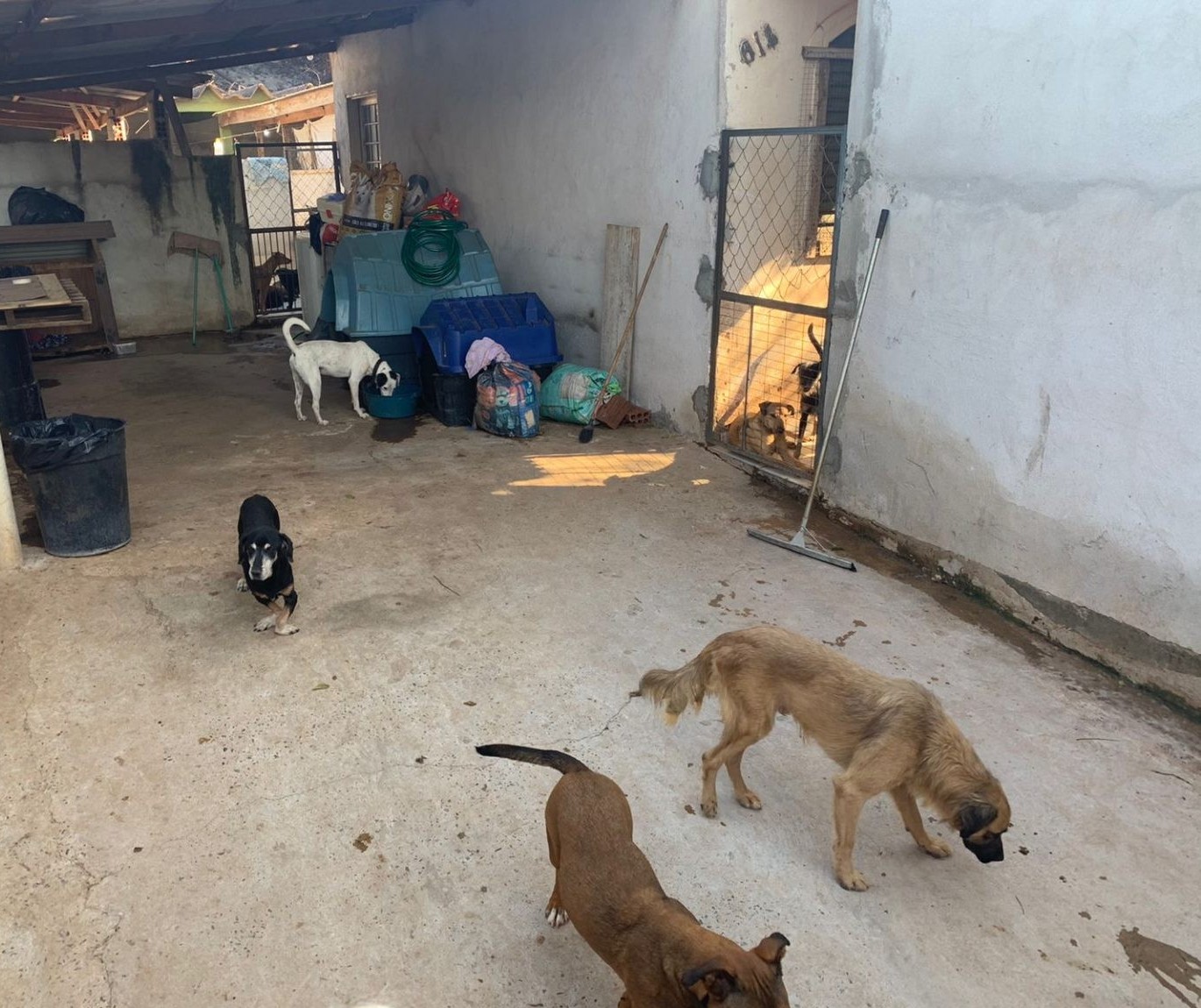 Cuidadora fica doente e mais de 100 animais ficam abandonados em Maringá