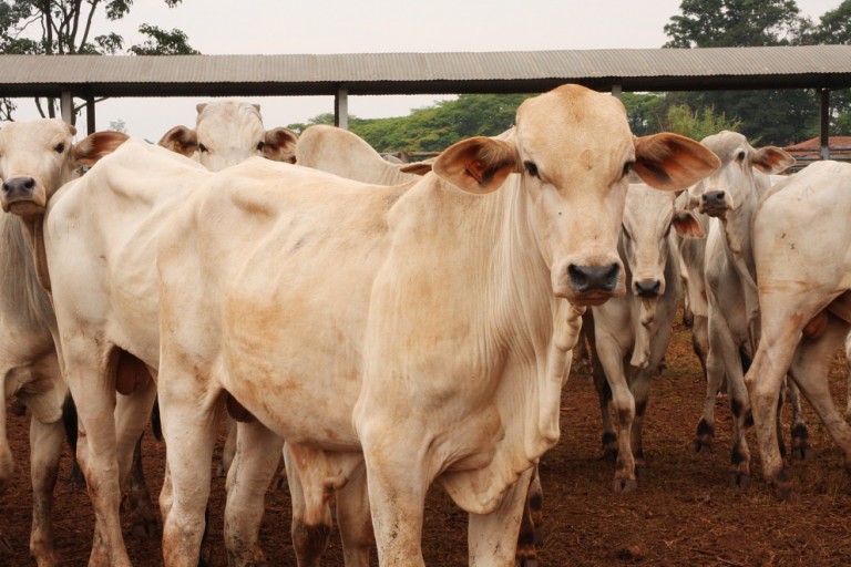 Paraná deve ganhar selo de rebanho livre da febre aftosa sem vacinação em 2021