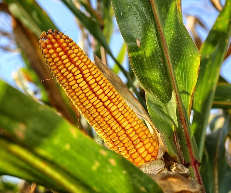 Produtores estão preocupados com a plantação do milho