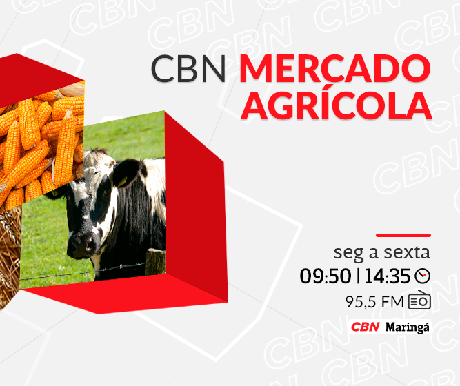 Boi em pé cotado a R$ 225,00 a arroba