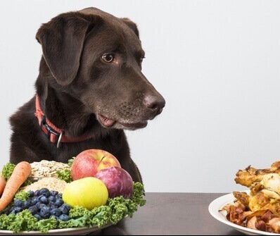 Dieta vegana para cães e gatos não é recomendada