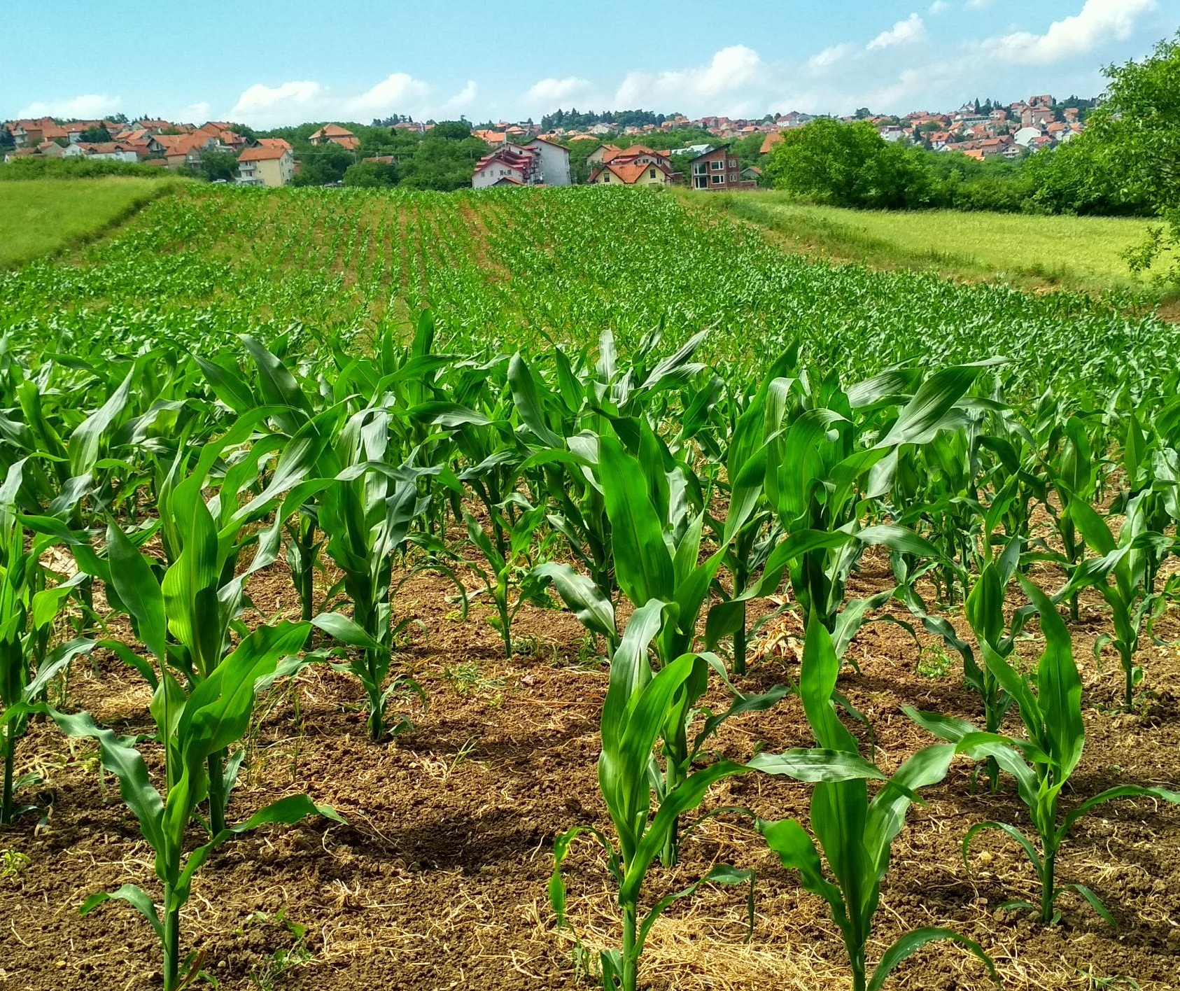 Coronavírus: efeitos no agronegócio