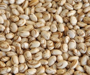 Plantio do feijão no Paraná atinge 20% da área estimada