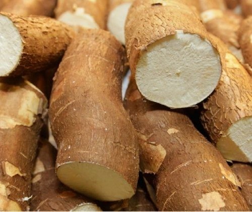 Tonelada da raiz de mandioca custo R$ 450 em Campo Mourão e Paranavaí