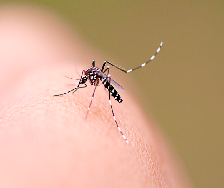 Número de casos de dengue confirmados em Maringá sobe para 35