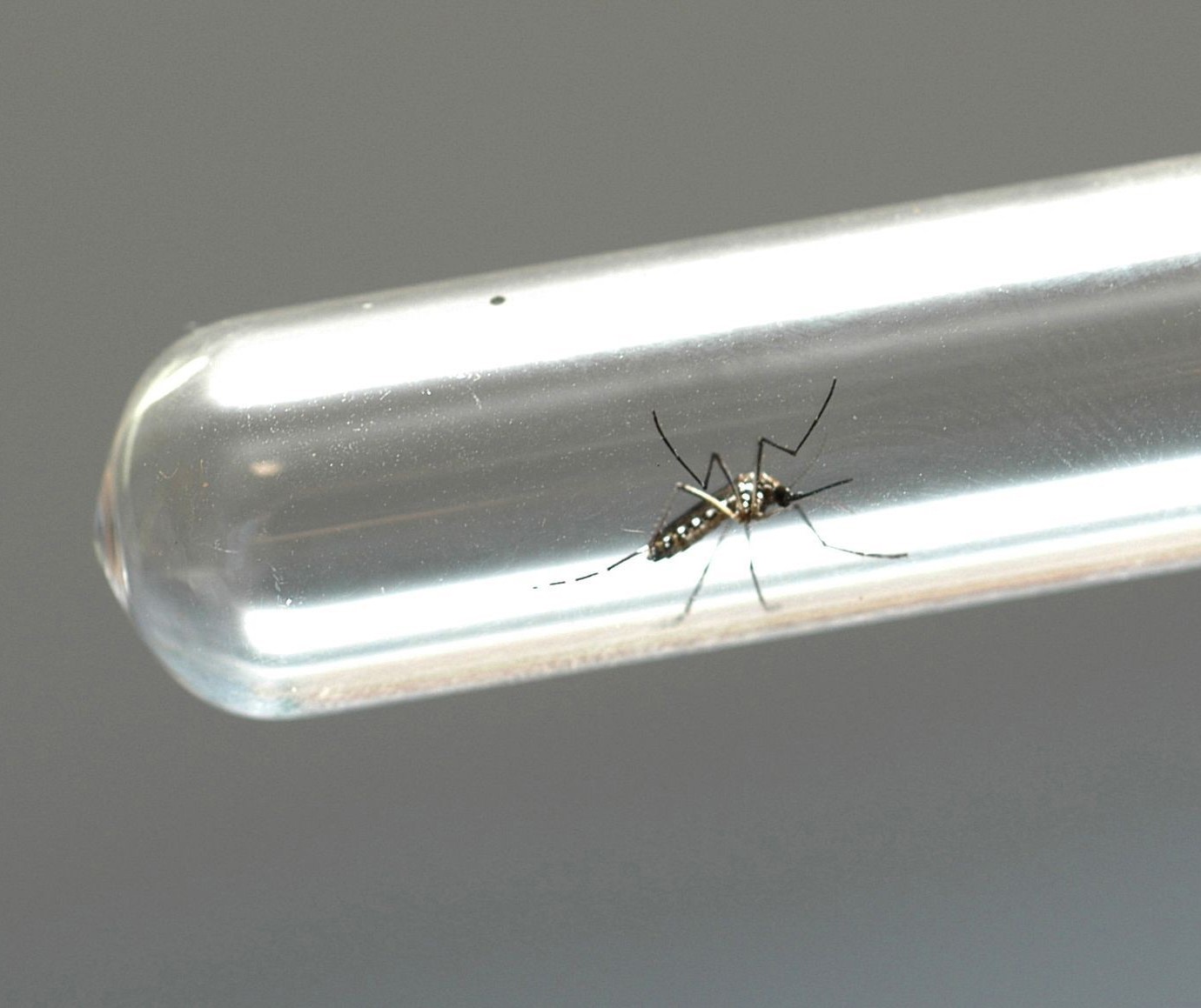 Em uma semana, Maringá tem mais 263 casos de dengue confirmados